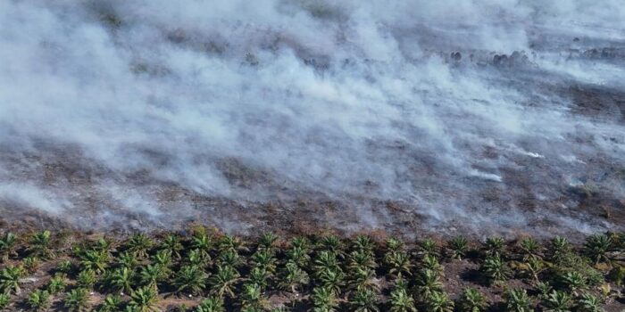 Berita Usai Banjir, Aceh Barat Dilanda Kebakaran Hutan & Lahan