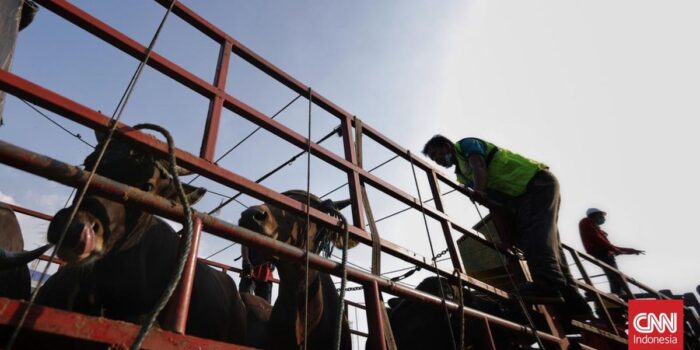 Berita Demo Ratusan Jagal Bawa Sapi Geruduk DPRD, Tuntut Walkot Surabaya Berita Demo Ratusan Jagal Bawa Sapi Geruduk DPRD, Tuntut Walkot Surabaya