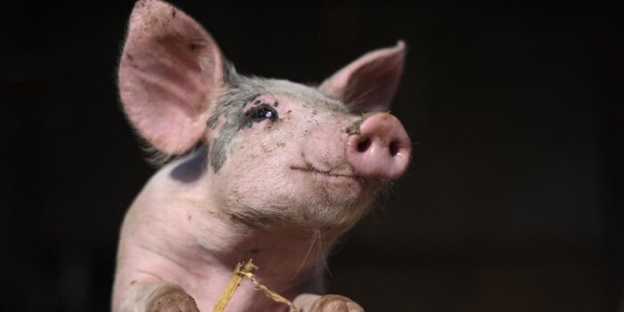 Berita Babi-Babi Ilegal Dimusnahkan di Nias, Masuk Lewat Pelabuhan Tikus