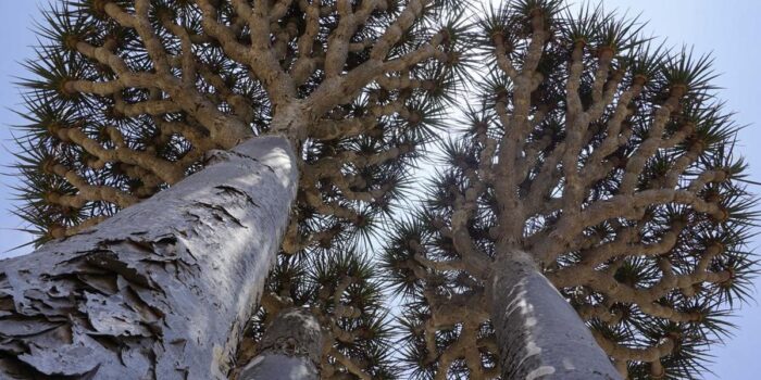 Berita Pulau Socotra ‘Tempat Persembunyian Dajjal’ yang Memesona Turis