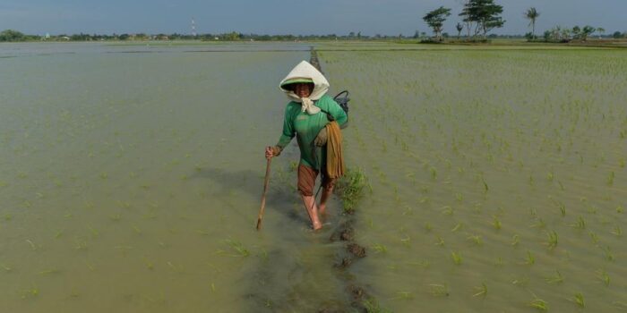 Berita Banjir Rendam 804 Hektare Sawah di Tangerang