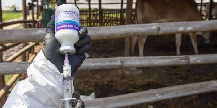 Berita PMK Jatim Capai 927 Kasus, Khofifah Distribusikan 453 Ribu Vaksin