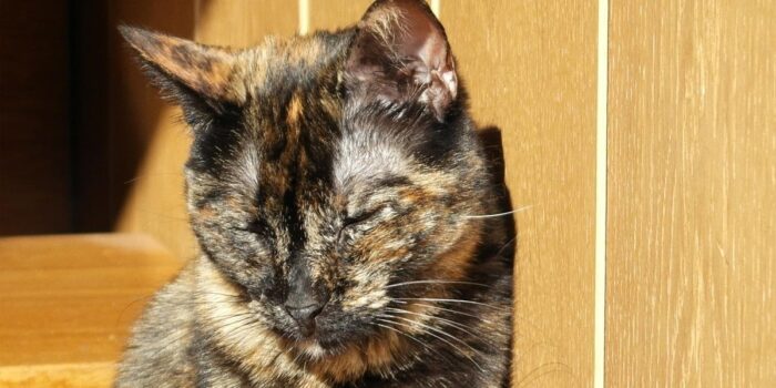 Berita Motif Pensiunan ASN Tendang Kucing di Stadion Blora hingga Mati Berita Motif Pensiunan ASN Tendang Kucing di Stadion Blora hingga Mati