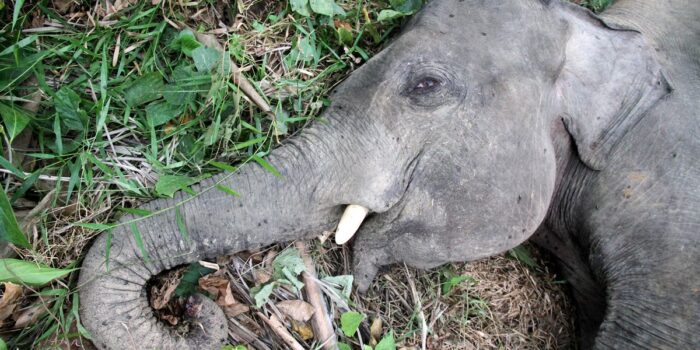 Berita Tak Ada Ampun Bagi Pembunuh Gajah Tanpa Kepala di Riau