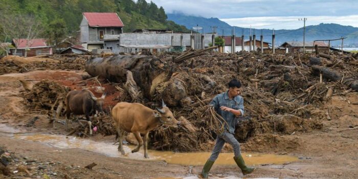 Berita Usai Prabowo, Mahasiswa Kepolisian Kirim 70 Sapi ke Korban Banjir Aceh