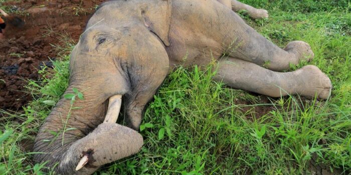 Berita Kemenhut Kejar Aktor di Balik Kematian Gajah Tanpa Kepala di Riau