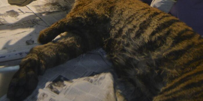 Berita 72 Harimau Mati Misterius Akibat Virus di Taman Wisata Thailand