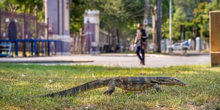 Berita Viral Dikira Gendong Mayat, Pria di Tambora Ternyata Bawa Biawak