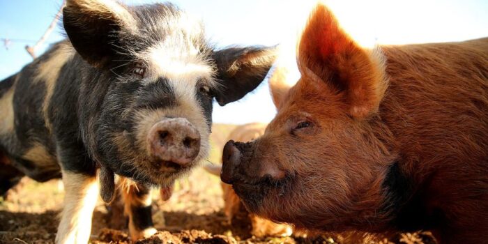 Berita Isu Larangan Jual Makanan Nonhalal di Medan, Pemkot Beri Penjelasan