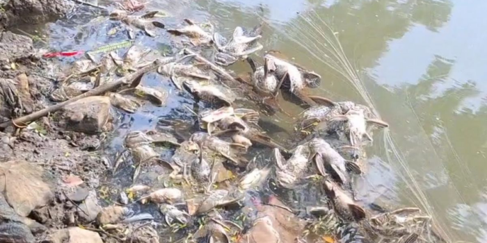 Berita Air Kali Cisadane Belum Aman, Gudang Kimia Tak Ada Izin Lingkungan