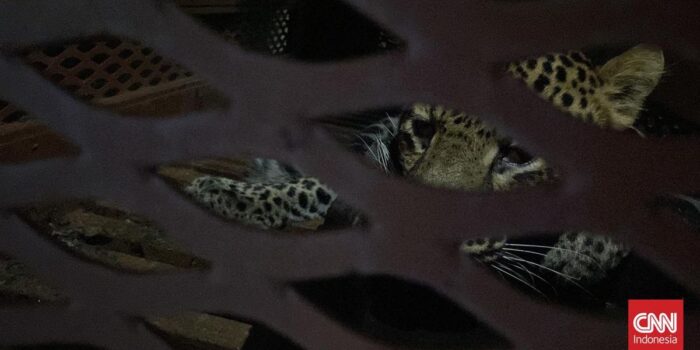 Berita Macan Tutul Masuk Permukiman di Bandung Ditangkap