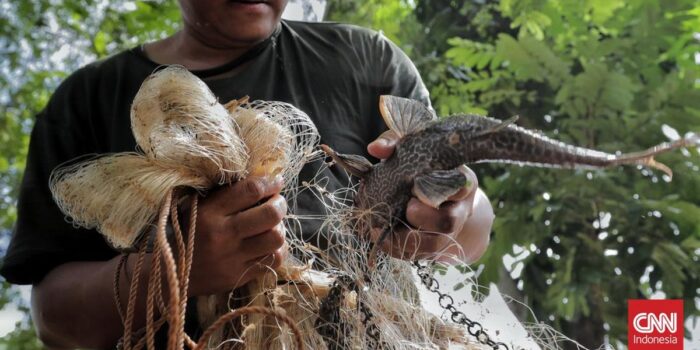 Berita Sekda DKI Minta Dinas Seriusi Fenomena Ikan Sapu-sapu di Kali Ciliwung