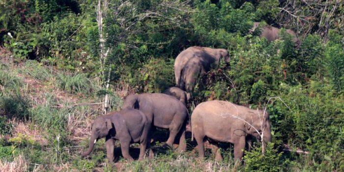 Berita Kawanan Gajah Liar Robohkan Bangunan Perumahan Karyawan di Siak Riau