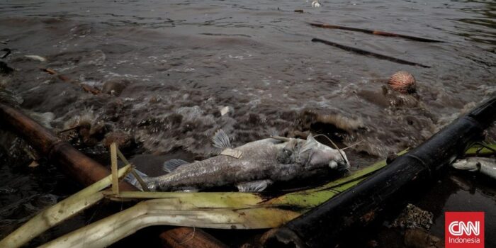 Berita Pakai Eco Enzim, Tabur 5000 Benih Ikan