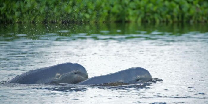 Berita Pesut Mahakam Tinggal 66 Ekor, KLH Siapkan Penyelamatan Darurat