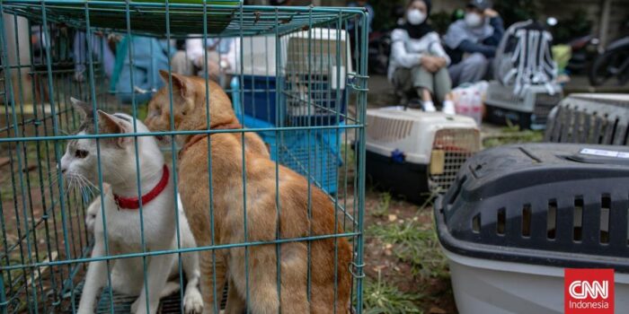 Berita Pensiunan PNS Blora Akhirnya Jadi Tersangka Penendangan Kucing