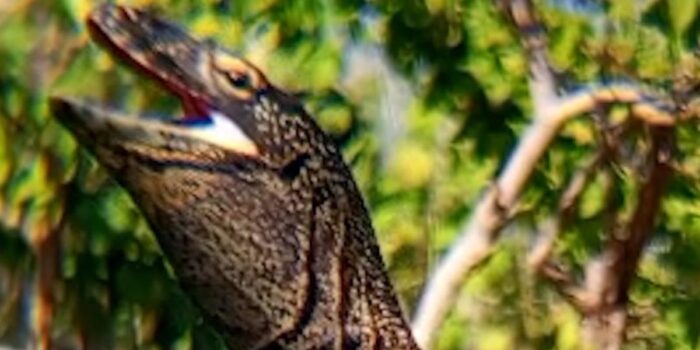 Berita Penampakan Komodo Liar Muncul di Area Resto ITDC Golomori NTT