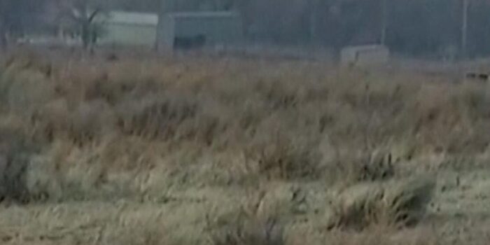 Berita 145 Ribu Hektare Hutan Hangus Dilahap Api Dekat Oklahoma AS