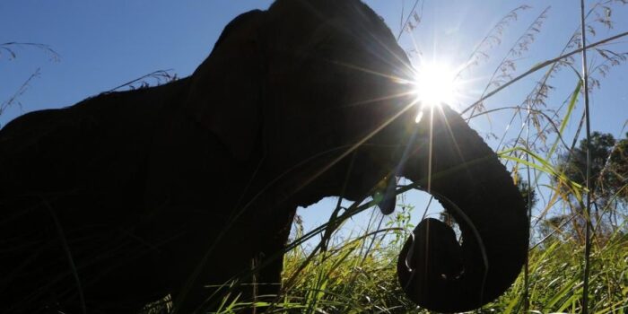 Berita Menhut soal 15 Tersangka Pembunuhan Gajah Tanpa Kepala: Dihukum Berat Berita Menhut soal 15 Tersangka Pembunuhan Gajah Tanpa Kepala: Dihukum Berat