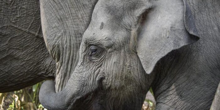 Berita Menhut Ungkap Koridor Gajah di Riau Bakal Segera Tersambung