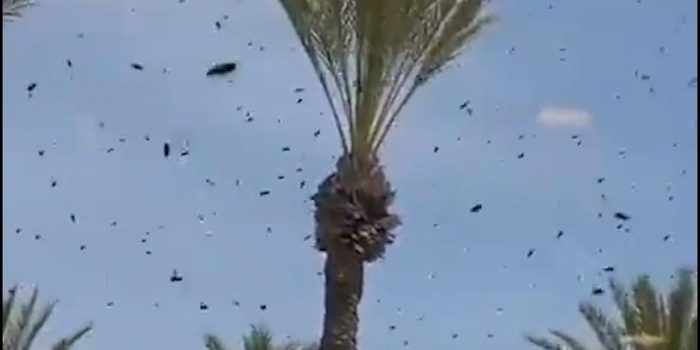 Berita Horor Penampakan Ribuan Lebah Serang Israel sampai Ganggu Bandara Berita Horor Penampakan Ribuan Lebah Serang Israel sampai Ganggu Bandara