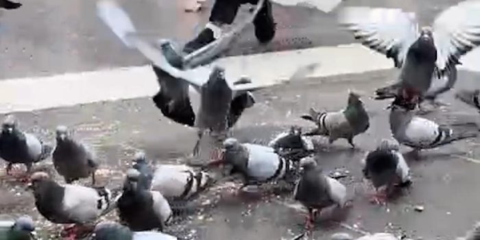 Berita Bermain Bersama Ribuan Merpati di Masjid Nabawi di Musim Haji