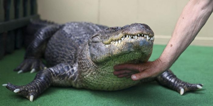 Berita Warga Panik Buaya Besar Masuk Rumah & Tidur Santai di Dapur