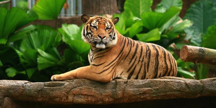 Berita Turis AS Nekat ‘Ditunggangi’ Harimau Demi Foto Bagus Berita Turis AS Nekat ‘Ditunggangi’ Harimau Demi Foto Bagus