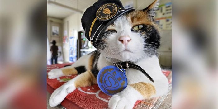 Berita Cerita Lucu Kucing Calico Jadi Manajer Stasiun Kereta di Jepang Berita Cerita Lucu Kucing Calico Jadi Manajer Stasiun Kereta di Jepang